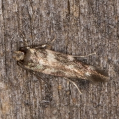 Macrobathra ceraunobola at Melba, ACT - 15 Jan 2022