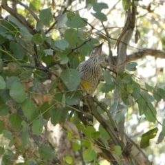 Anthochaera carunculata (Red Wattlebird) at Emu Creek - 12 Mar 2022 by jgiacon