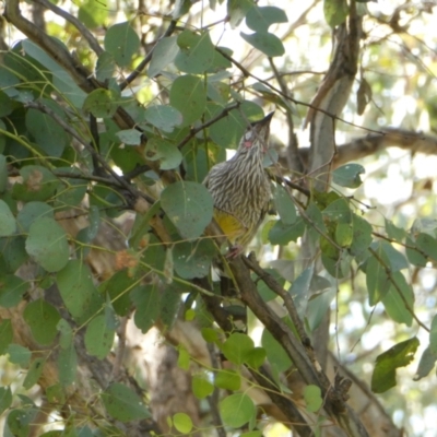 Anthochaera carunculata (Red Wattlebird) at Belconnen, ACT - 12 Mar 2022 by jgiacon