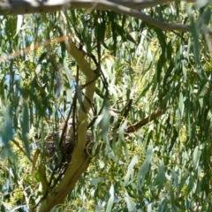 Manorina melanocephala (Noisy Miner) at Belconnen, ACT - 11 Mar 2022 by JohnGiacon