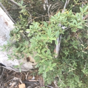 Podolobium alpestre at Cooleman, NSW - 12 Mar 2022