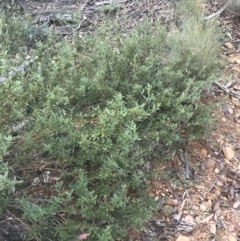 Podolobium alpestre at Cooleman, NSW - 12 Mar 2022