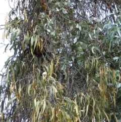 Amyema miquelii (Box Mistletoe) at Flea Bog Flat to Emu Creek Corridor - 6 Mar 2022 by JohnGiacon