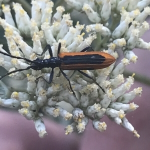 Stenoderus suturalis at Tantangara, NSW - 12 Mar 2022