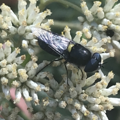 Odontomyia hunteri (Soldier fly) at Kosciuszko National Park - 12 Mar 2022 by Tapirlord