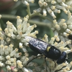 Odontomyia hunteri at Cooleman, NSW - 12 Mar 2022 12:54 PM