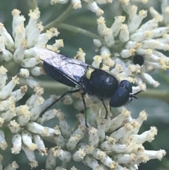 Odontomyia hunteri at Cooleman, NSW - 12 Mar 2022 12:54 PM