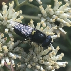 Odontomyia hunteri at Cooleman, NSW - 12 Mar 2022 12:54 PM