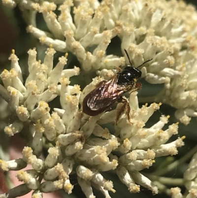 Exoneura sp. (genus) (A reed bee) at Tantangara, NSW - 12 Mar 2022 by Tapirlord