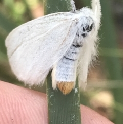 Trichiocercus sparshalli (Sparshall's Moth) at Tantangara, NSW - 12 Mar 2022 by Tapirlord