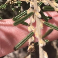 Hovea asperifolia subsp. asperifolia at Tantangara, NSW - 12 Mar 2022