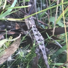 Rankinia diemensis (Mountain Dragon) at Kosciuszko National Park - 12 Mar 2022 by Tapirlord