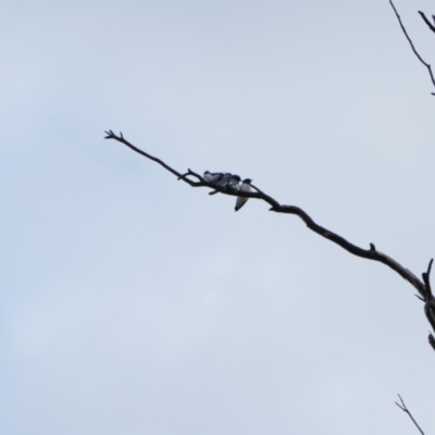 Artamus leucorynchus (White-breasted Woodswallow) at Brewarrina, NSW - 13 Mar 2022 by MB