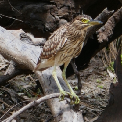 Nycticorax caledonicus (Nankeen Night-Heron) at Walgett, NSW - 6 Mar 2022 by MB