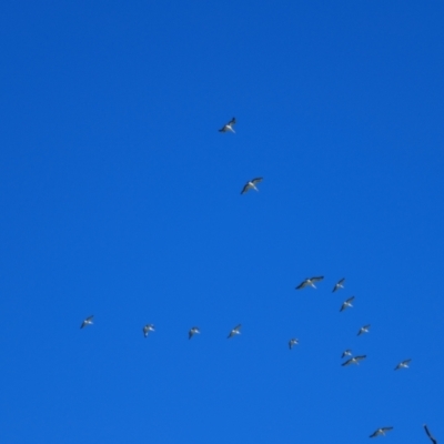 Pelecanus conspicillatus (Australian Pelican) at Brewarrina, NSW - 11 Mar 2022 by MB