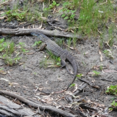 Varanus varius (Lace Monitor) at Narran Lake, NSW - 10 Mar 2022 by MB