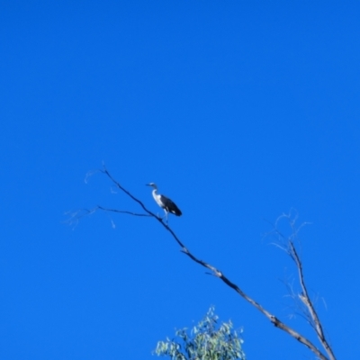 Ardea pacifica (White-necked Heron) at Narran Lake, NSW - 9 Mar 2022 by MB