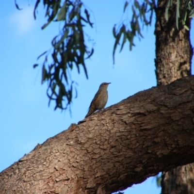 Climacteris picumnus (Brown Treecreeper) at Narran Lake, NSW - 9 Mar 2022 by MB