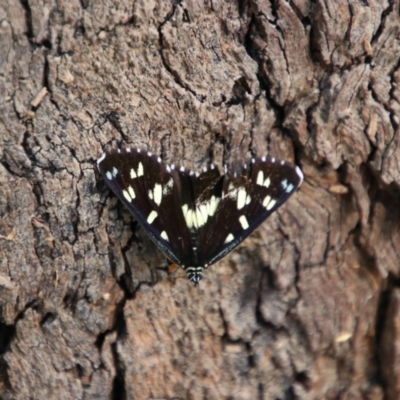 Cruria donowani at Narran Lake, NSW - 9 Mar 2022 by MB