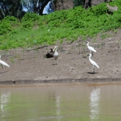 Platalea regia (Royal Spoonbill) at Narran Lake, NSW - 9 Mar 2022 by MB