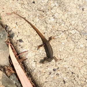 Ctenotus taeniolatus at Acton, ACT - 17 Mar 2022