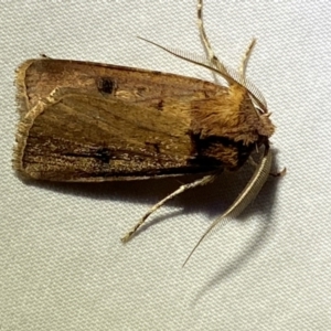 Agrotis porphyricollis at Jerrabomberra, NSW - 16 Mar 2022