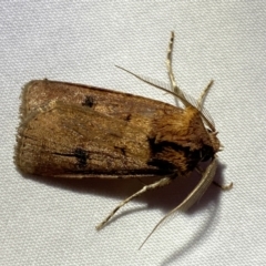 Agrotis porphyricollis at Jerrabomberra, NSW - 16 Mar 2022