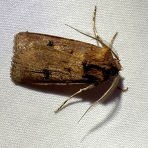 Agrotis porphyricollis at Jerrabomberra, NSW - 16 Mar 2022