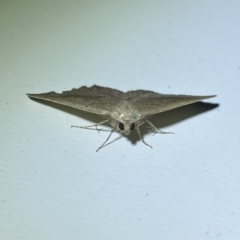 Authaemon stenonipha at Jerrabomberra, NSW - 16 Mar 2022