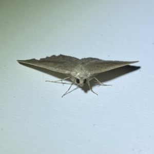 Authaemon stenonipha at Jerrabomberra, NSW - 16 Mar 2022