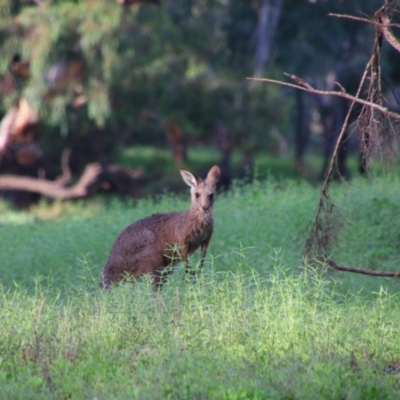 Macropus giganteus (Eastern Grey Kangaroo) at Walgett, NSW - 6 Mar 2022 by MB