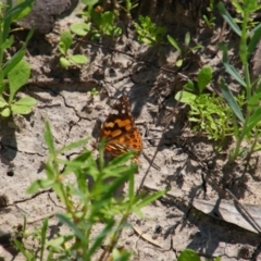 Vanessa kershawi (Australian Painted Lady) at Walgett, NSW - 6 Mar 2022 by MB