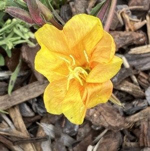 Oenothera stricta subsp. stricta at Environa, NSW - 17 Mar 2022