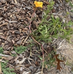 Oenothera stricta subsp. stricta at Environa, NSW - 17 Mar 2022