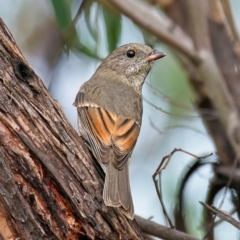 Pachycephala pectoralis (Golden Whistler) at Molonglo Valley, ACT - 16 Mar 2022 by Kenp12