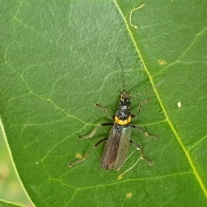 Chauliognathus lugubris at Turner, ACT - 17 Mar 2022