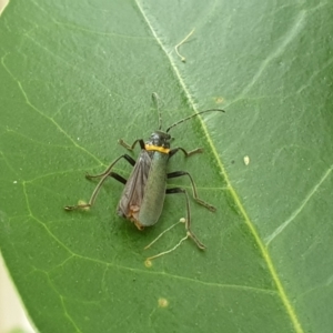 Chauliognathus lugubris at Turner, ACT - 17 Mar 2022