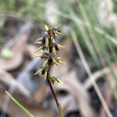 Corunastylis clivicola (Rufous midge orchid) at Stromlo, ACT - 12 Mar 2022 by AJB