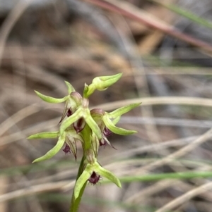 Corunastylis cornuta at Aranda, ACT - 17 Mar 2022