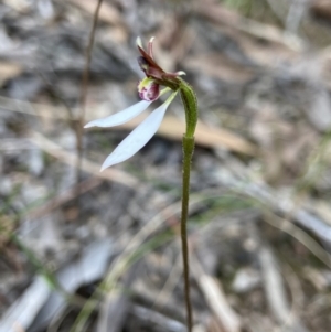 Eriochilus cucullatus at Aranda, ACT - 17 Mar 2022