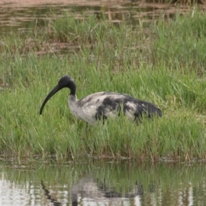 Threskiornis molucca at Fyshwick, ACT - 17 Mar 2022