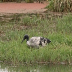 Threskiornis molucca at Fyshwick, ACT - 17 Mar 2022