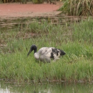 Threskiornis molucca at Fyshwick, ACT - 17 Mar 2022