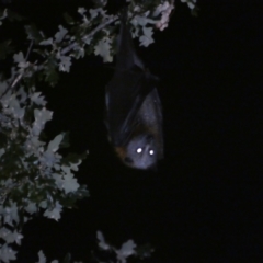 Pteropus poliocephalus (Grey-headed Flying-fox) at Jerrabomberra, NSW - 10 Mar 2022 by SteveBorkowskis