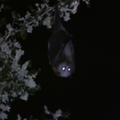 Pteropus poliocephalus (Grey-headed Flying-fox) at Jerrabomberra, NSW - 10 Mar 2022 by Steve_Bok