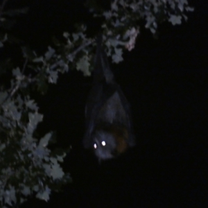 Pteropus poliocephalus at Jerrabomberra, NSW - 10 Mar 2022