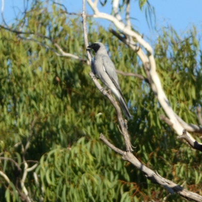 Coracina novaehollandiae (Black-faced Cuckooshrike) at Numeralla, NSW - 12 Mar 2022 by Steve_Bok