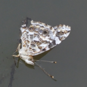 Vanessa kershawi at Numeralla, NSW - 12 Mar 2022 06:29 PM