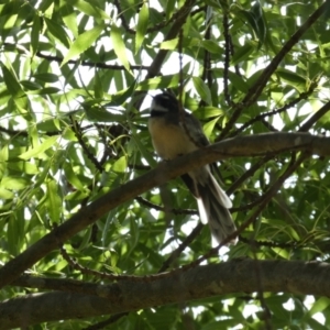 Rhipidura albiscapa at Queanbeyan East, NSW - 17 Mar 2022