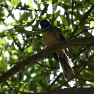 Rhipidura albiscapa at Queanbeyan East, NSW - 17 Mar 2022